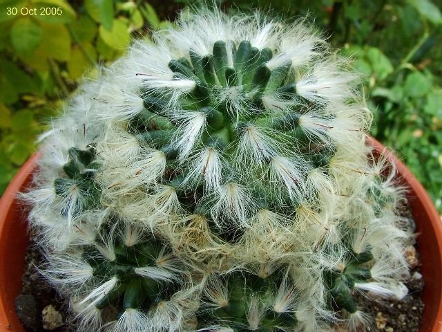 Mammillaria _bocasana_ ssp.bocasana_ 02
